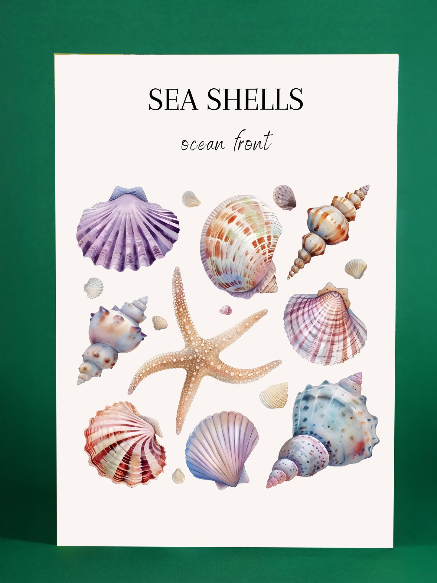 Sea Shells – Ocean Front