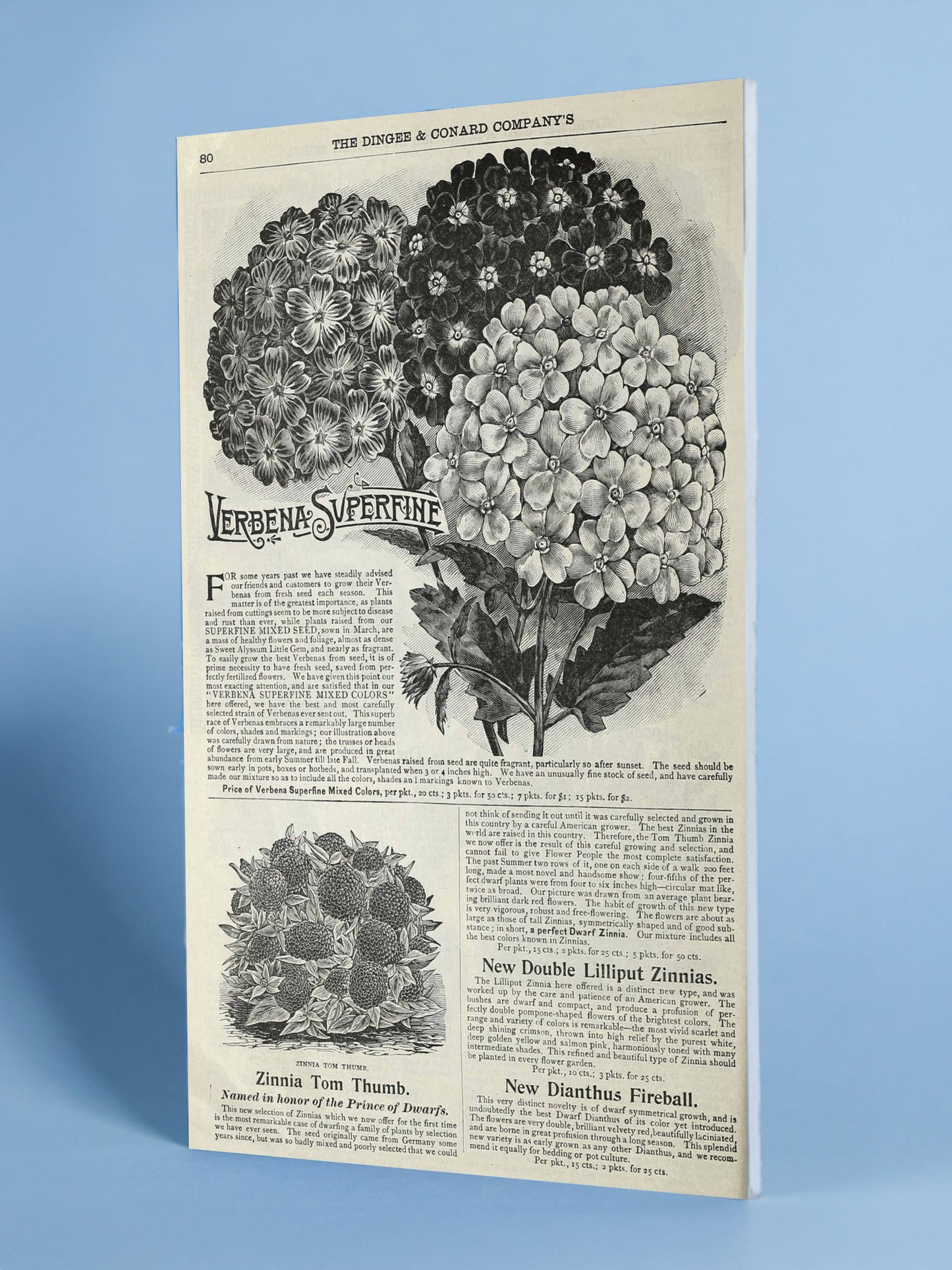 Victorian Flower Catalog Art Print – Verbena & Zinnia Botanical