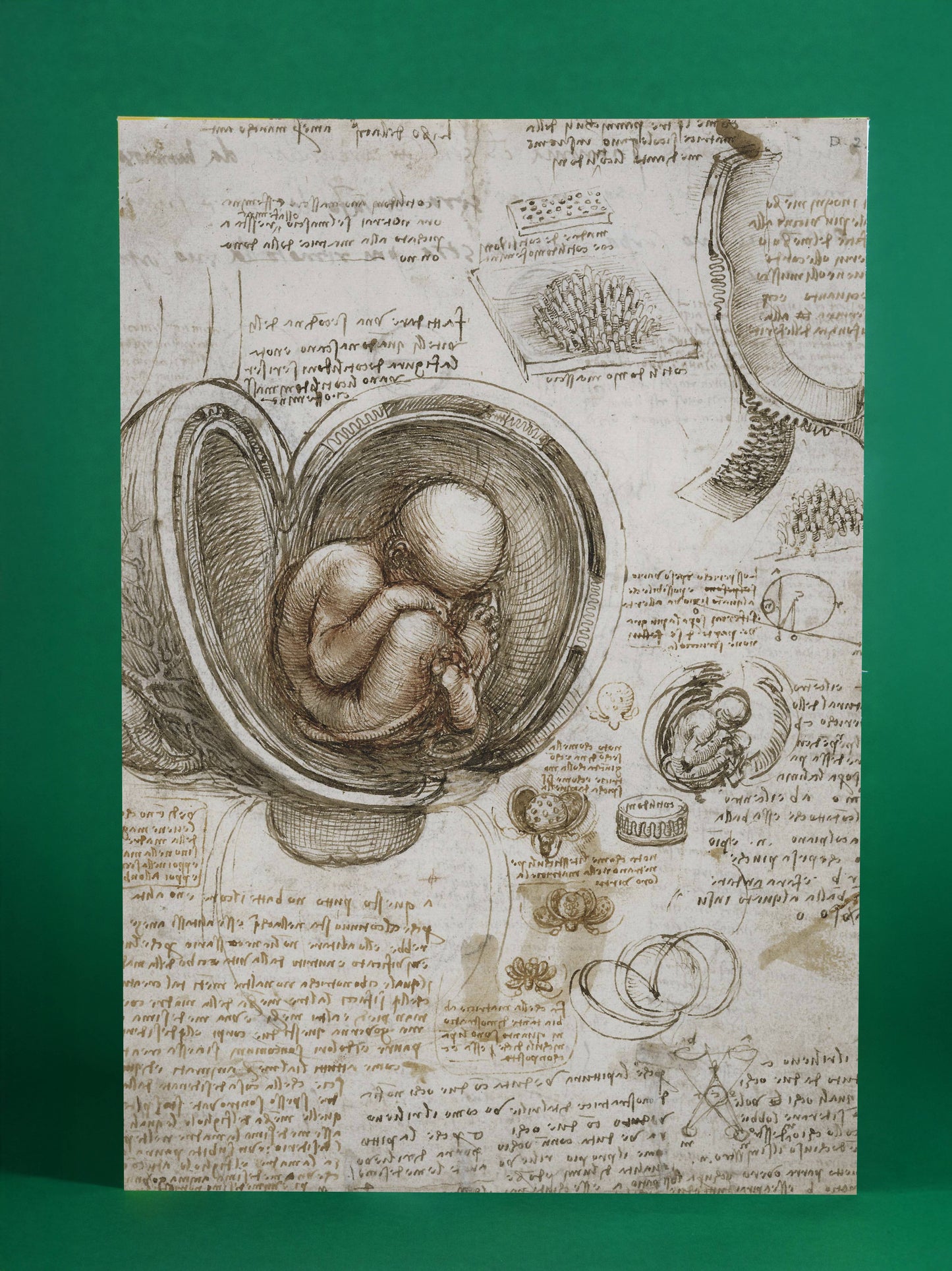 Leonardo da Vinci Anatomical Sketch Poster