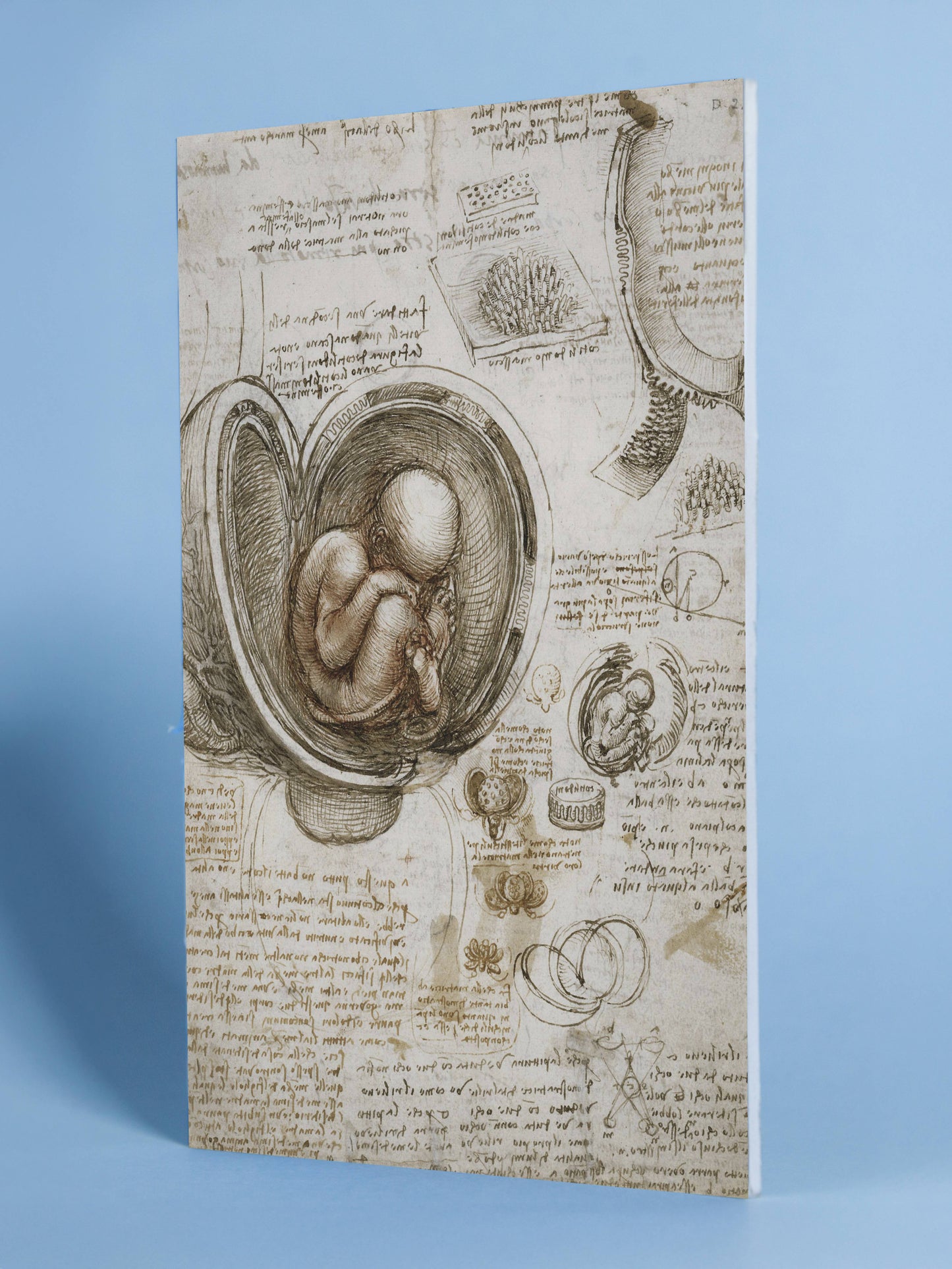 Leonardo da Vinci Anatomical Sketch Poster