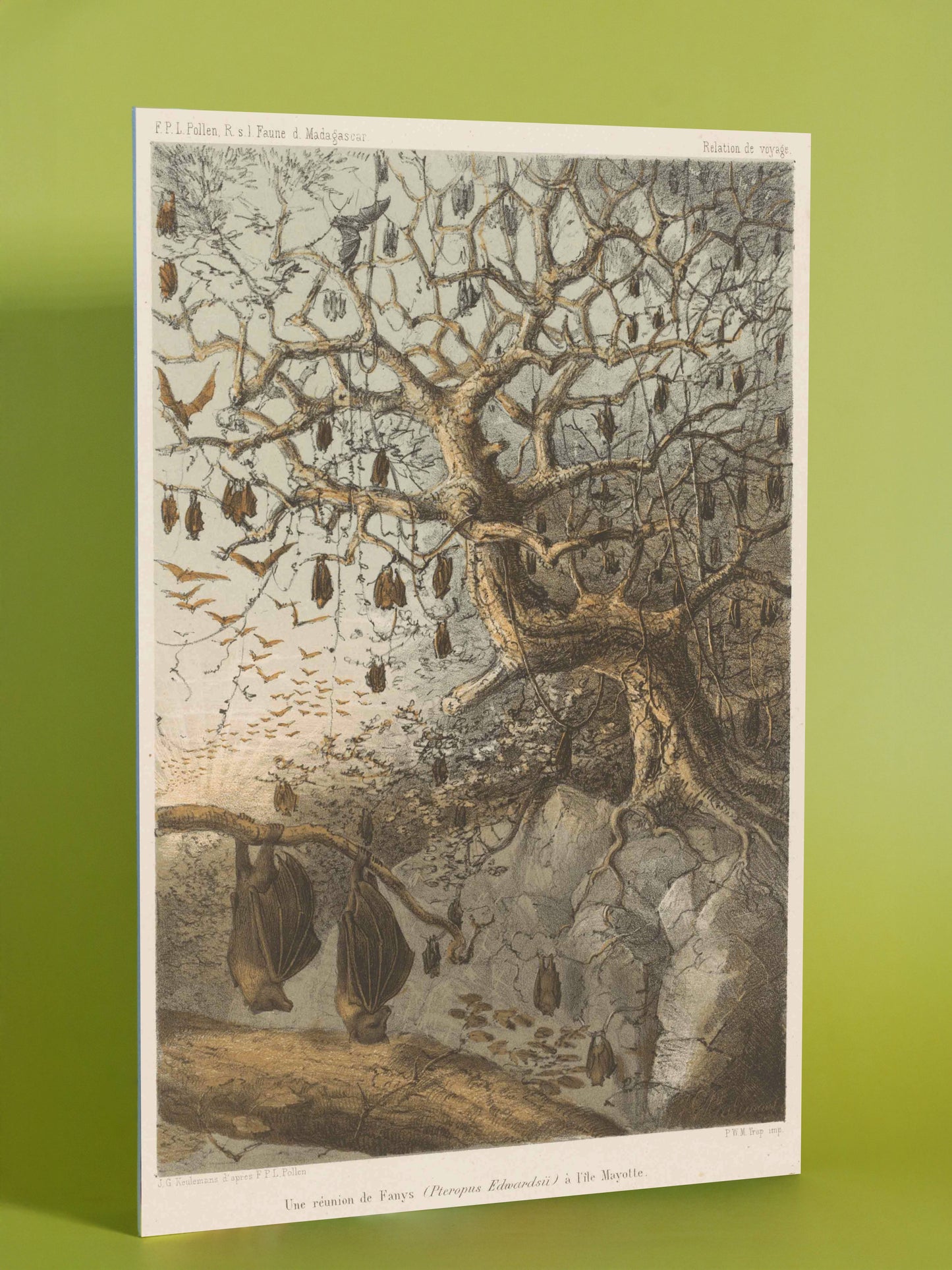 Bats of Madagascar – Naturalist Illustration