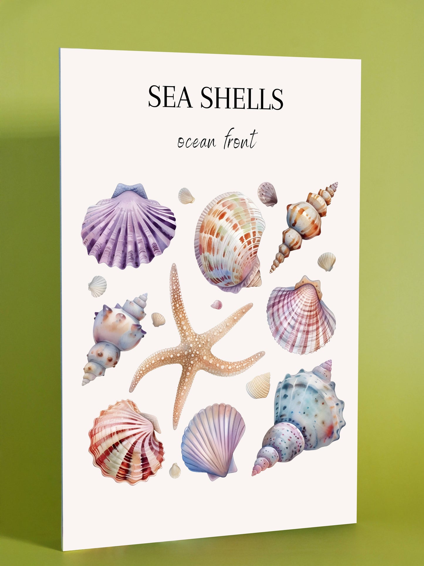 Sea Shells – Ocean Front