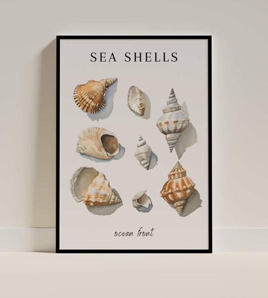 Sea Shells – Ocean Front