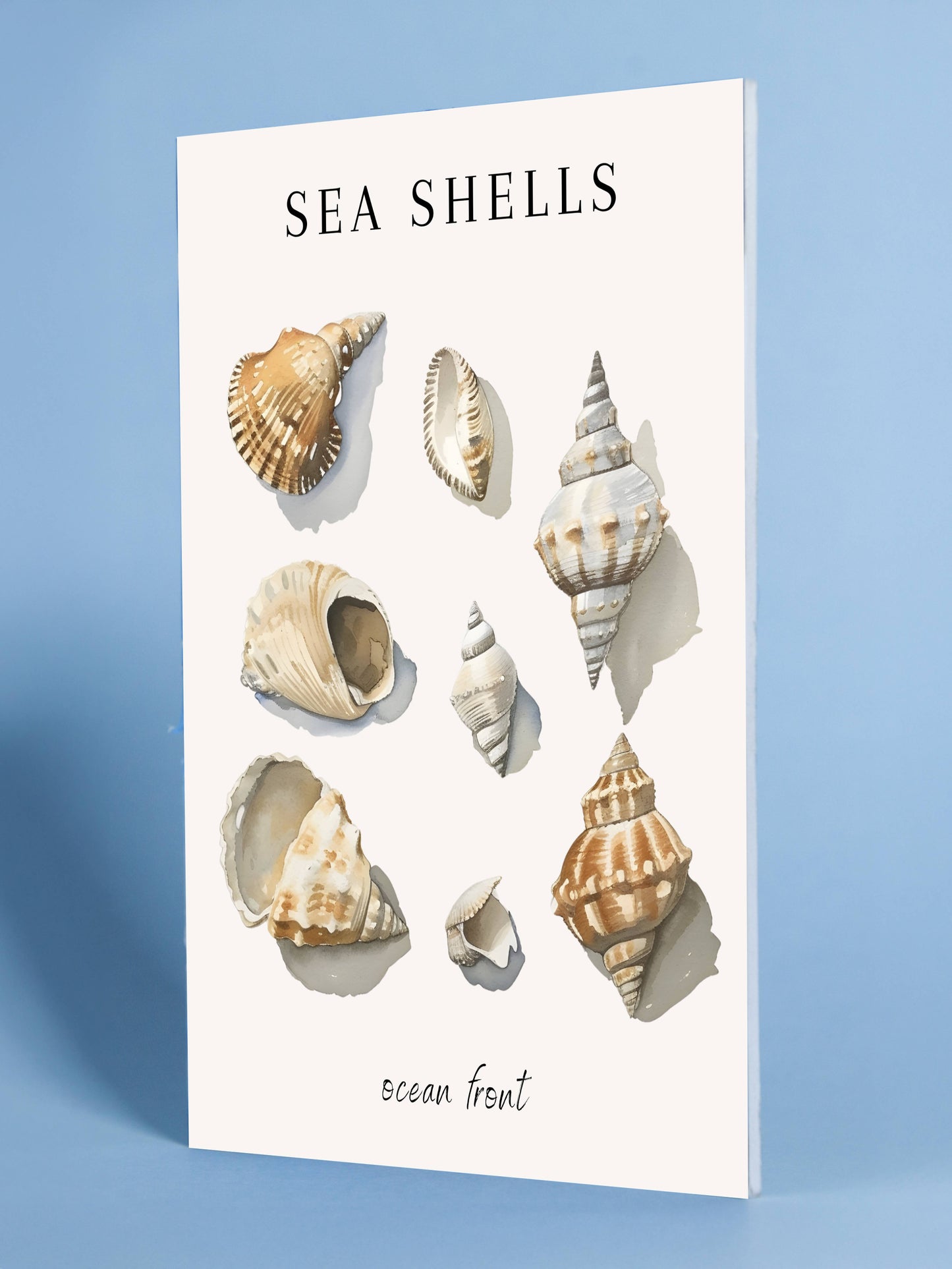 Sea Shells – Ocean Front