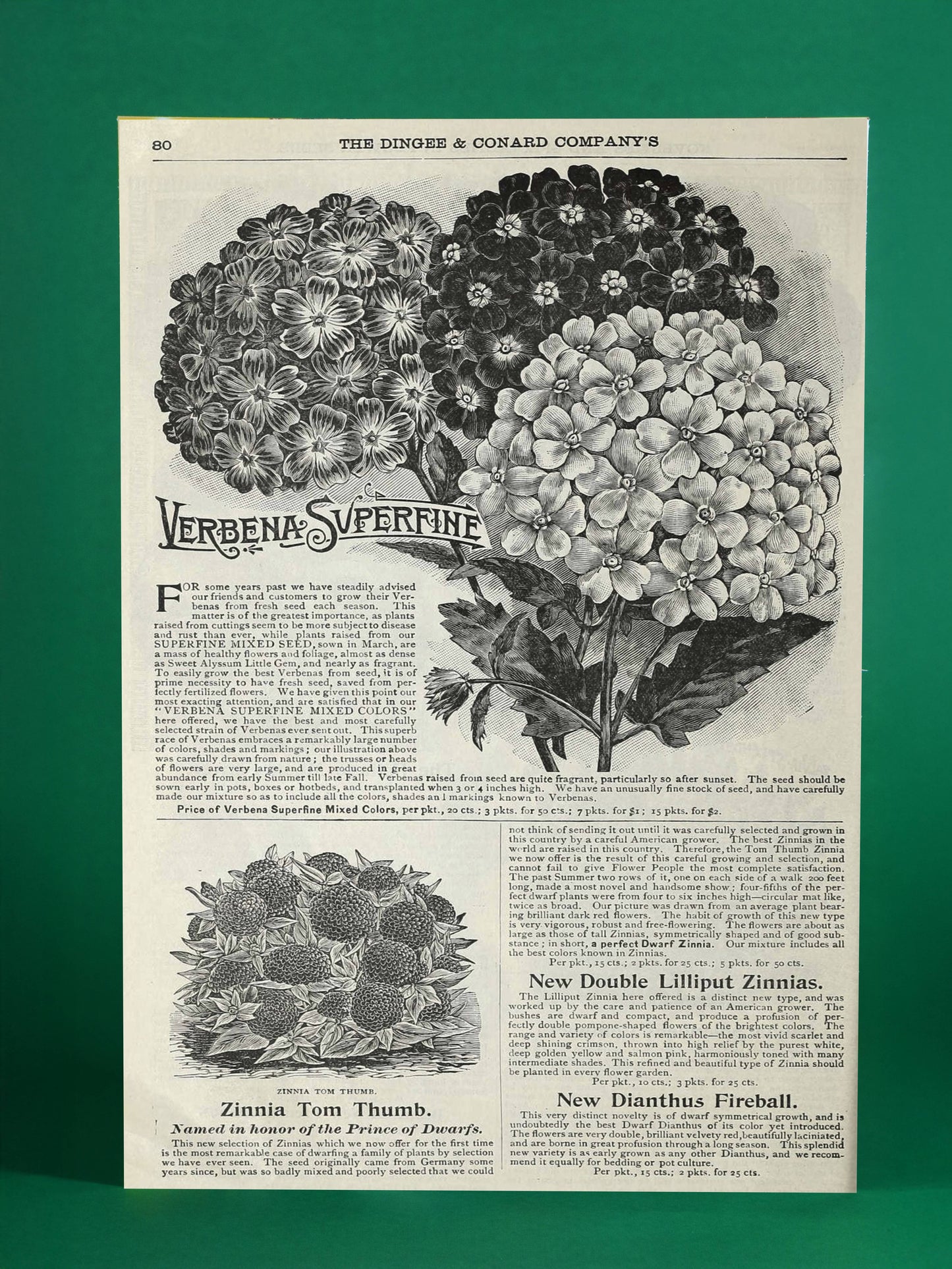 Victorian Flower Catalog Art Print – Verbena & Zinnia Botanical