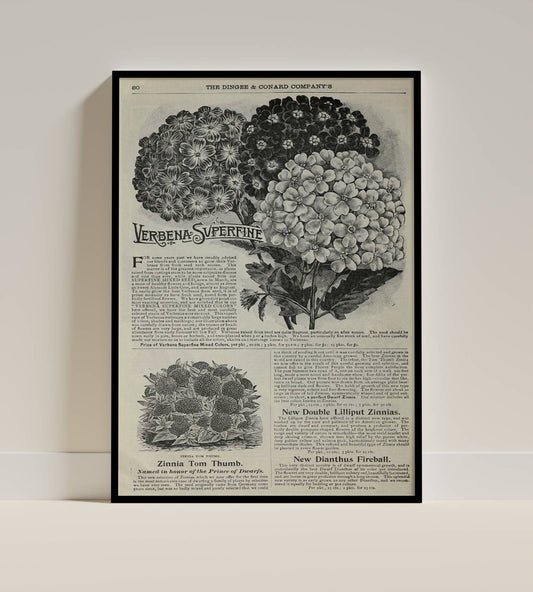 Victorian Flower Catalog Art Print – Verbena & Zinnia Botanical