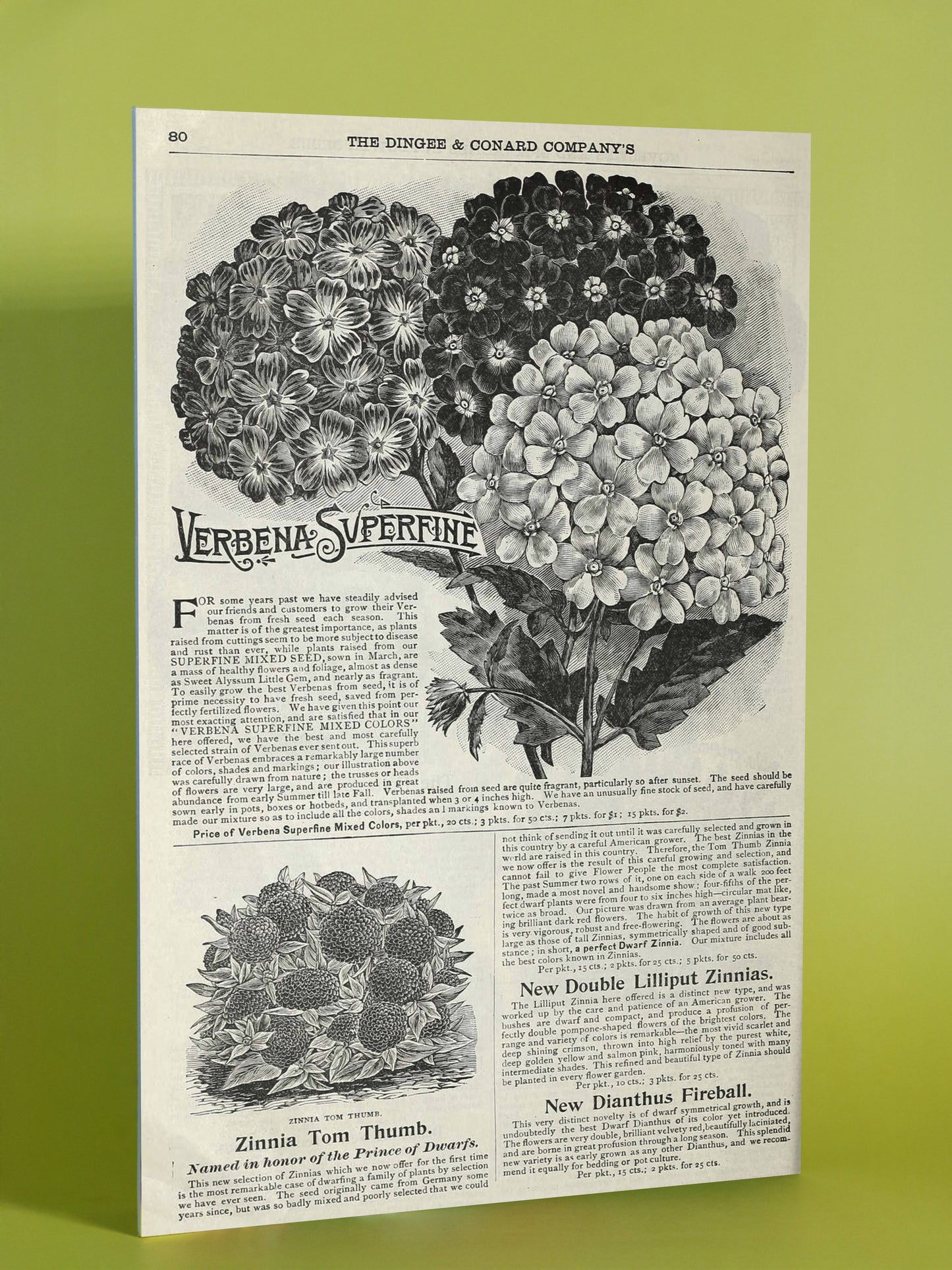 Victorian Flower Catalog Art Print – Verbena & Zinnia Botanical