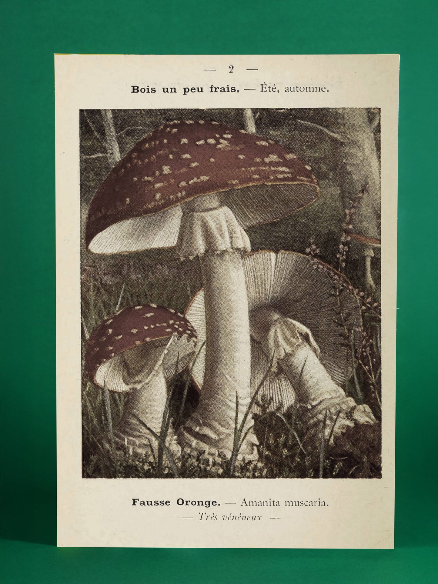 Vintage Mushroom Print – Amanita Muscaria Botanical Illustration