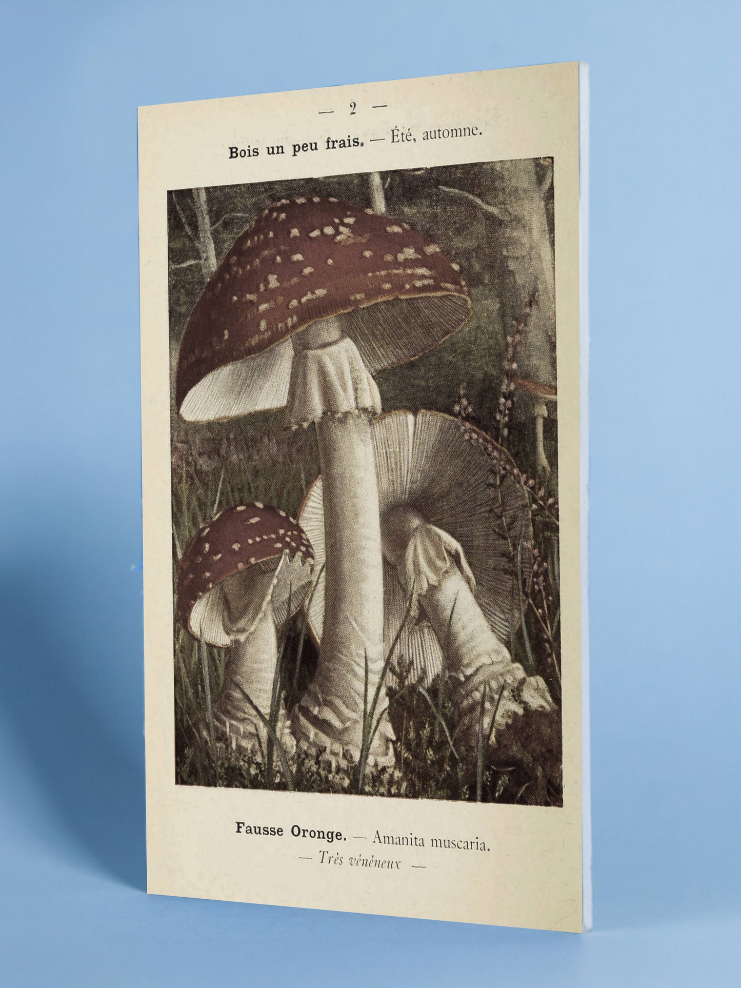 Vintage Mushroom Print – Amanita Muscaria Botanical Illustration