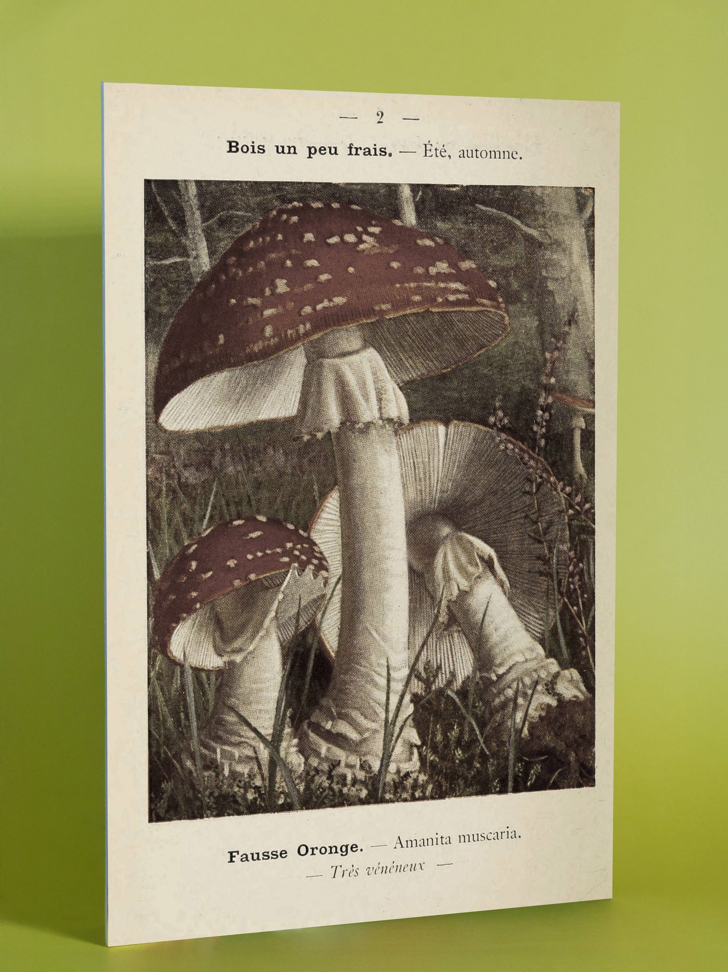 Vintage Mushroom Print – Amanita Muscaria Botanical Illustration
