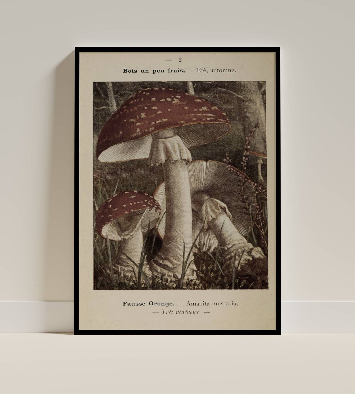 Vintage Mushroom Print – Amanita Muscaria Botanical Illustration