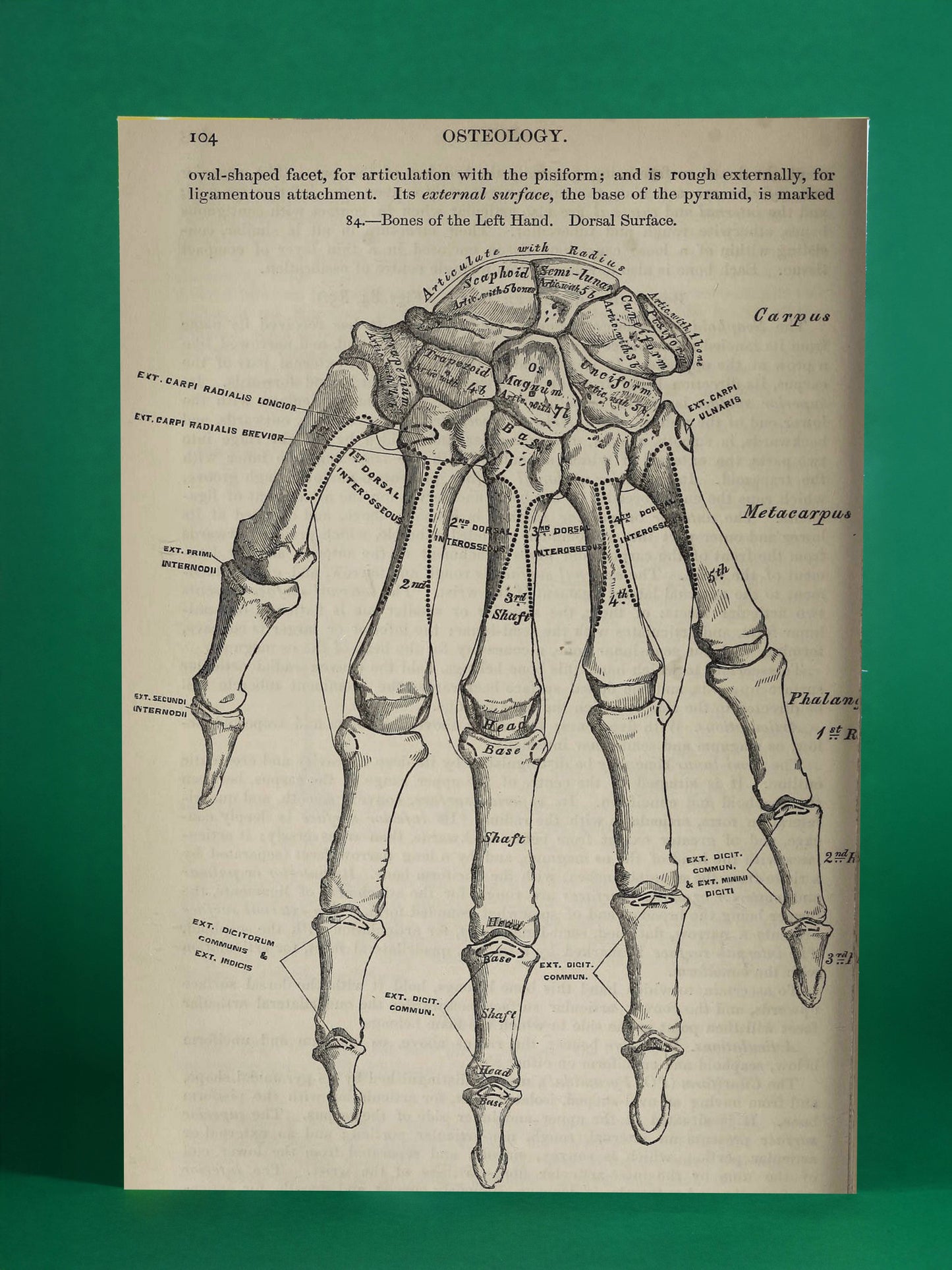 Antique Hand Bones Anatomy