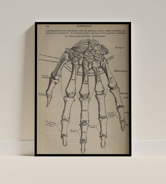 Antique Hand Bones Anatomy
