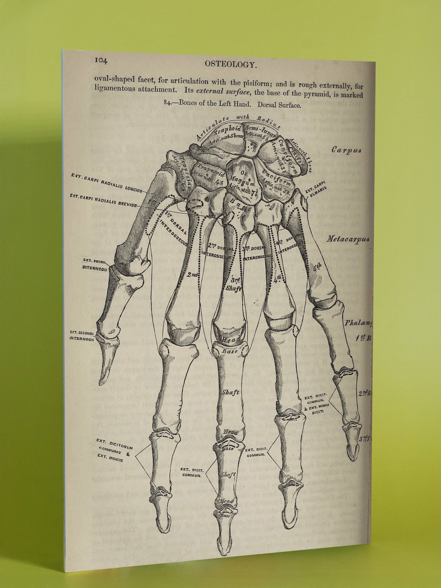 Antique Hand Bones Anatomy