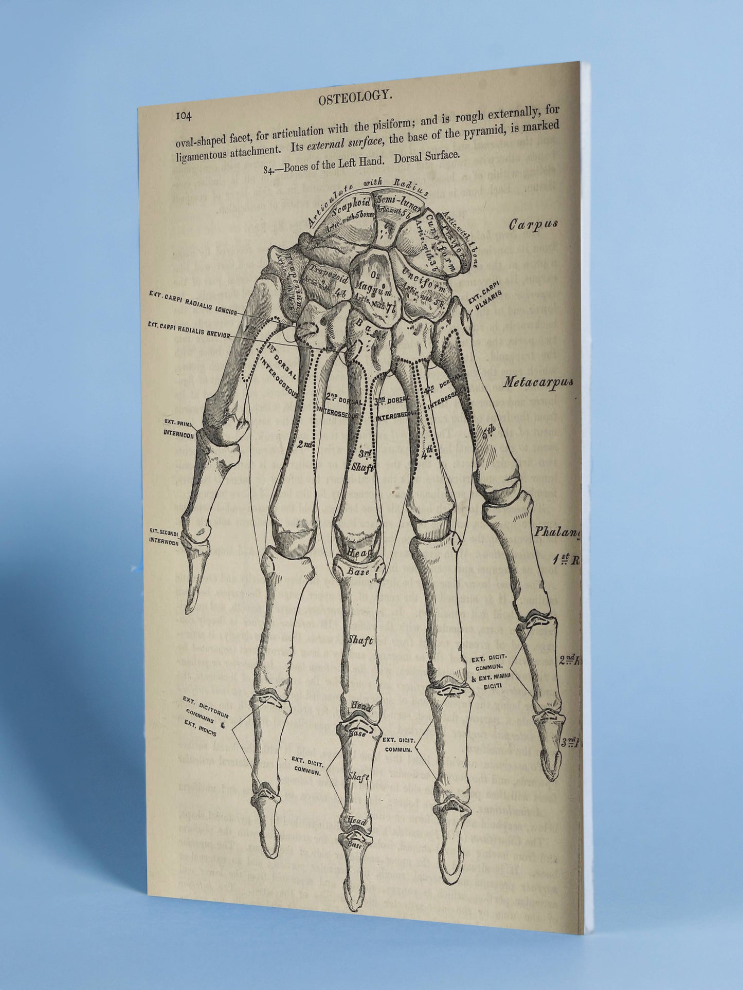 Antique Hand Bones Anatomy