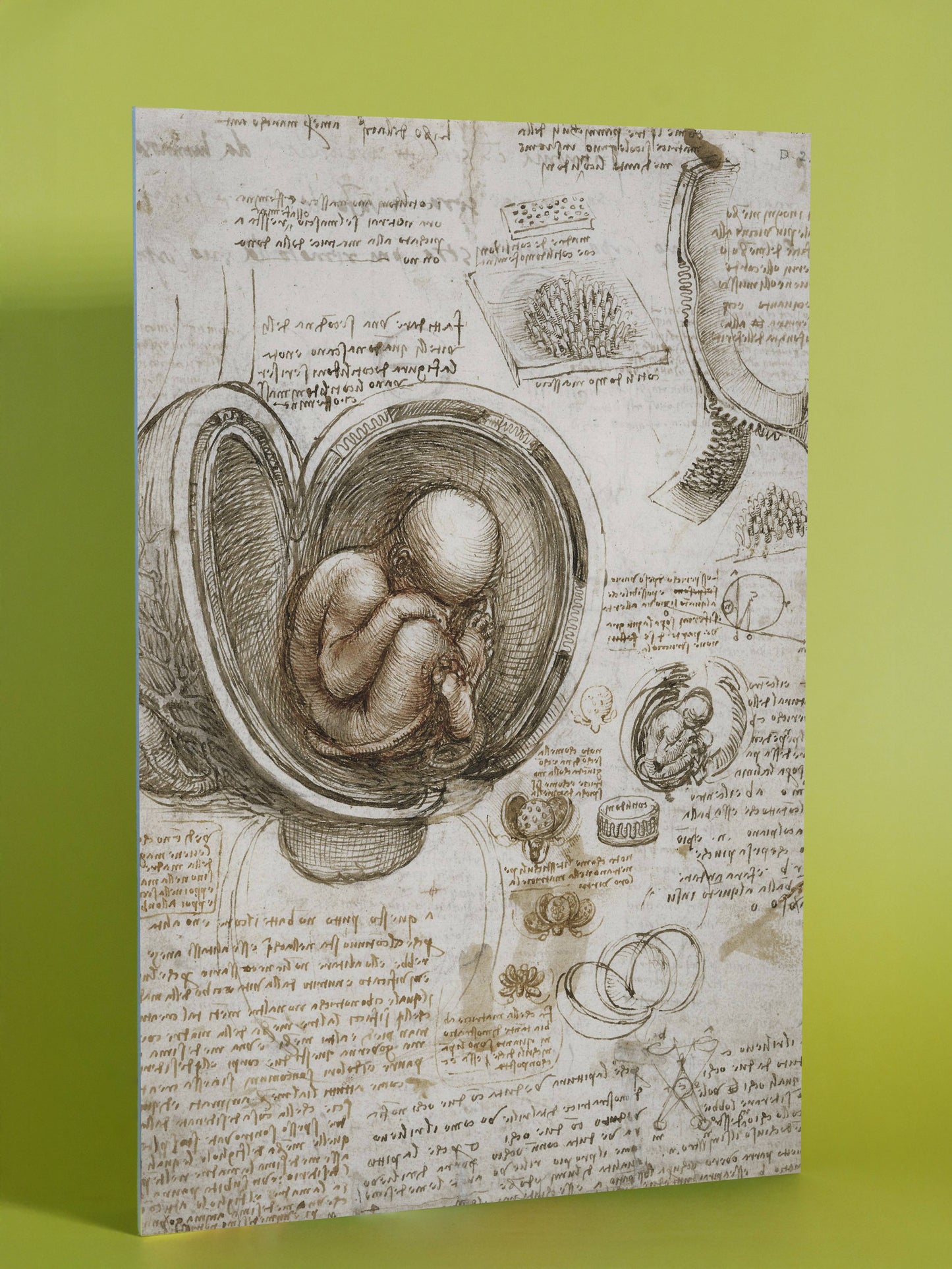 Leonardo da Vinci Anatomical Sketch Poster