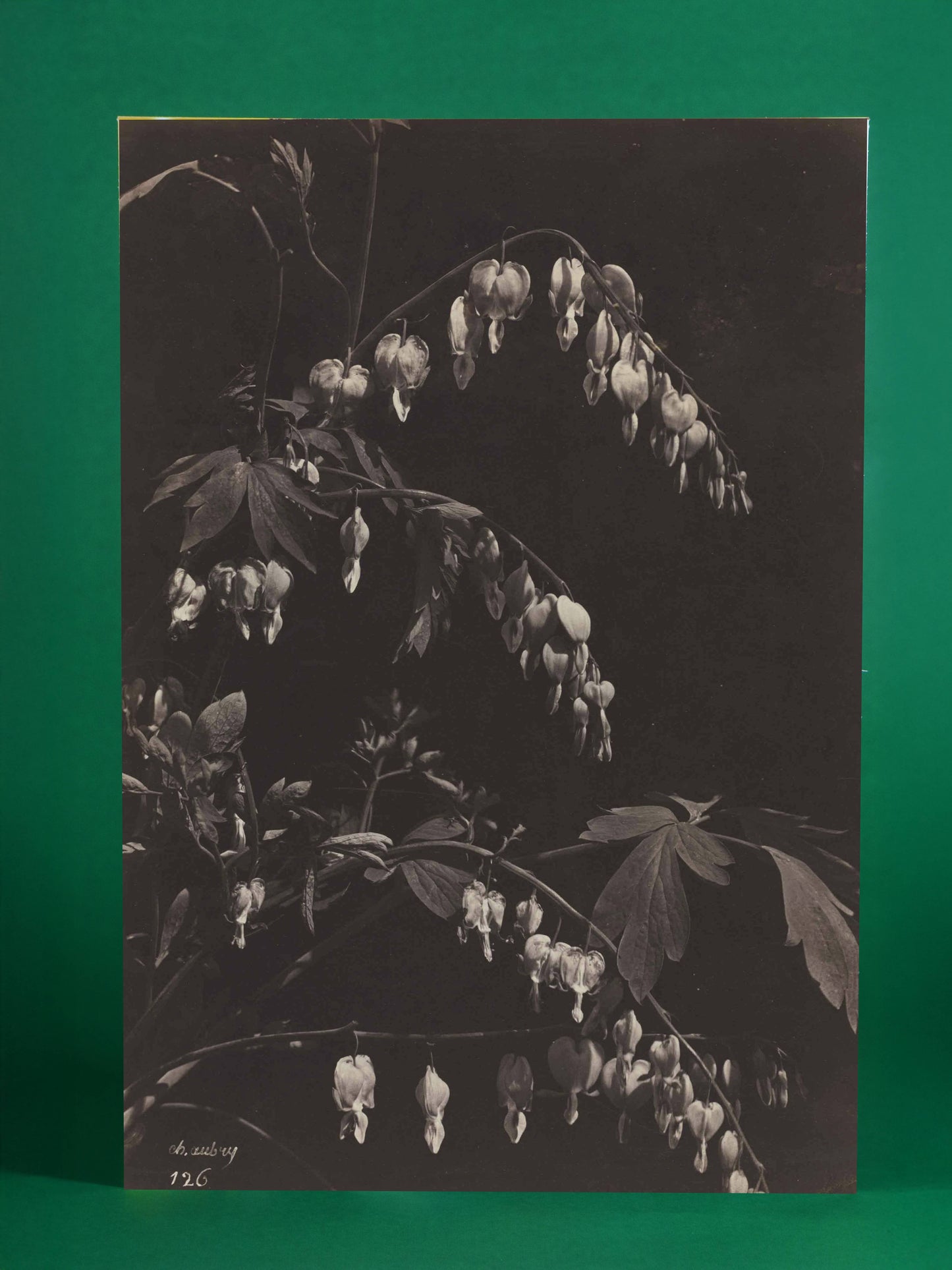 Antique Botanical Photograph – Bleeding Heart Flowers