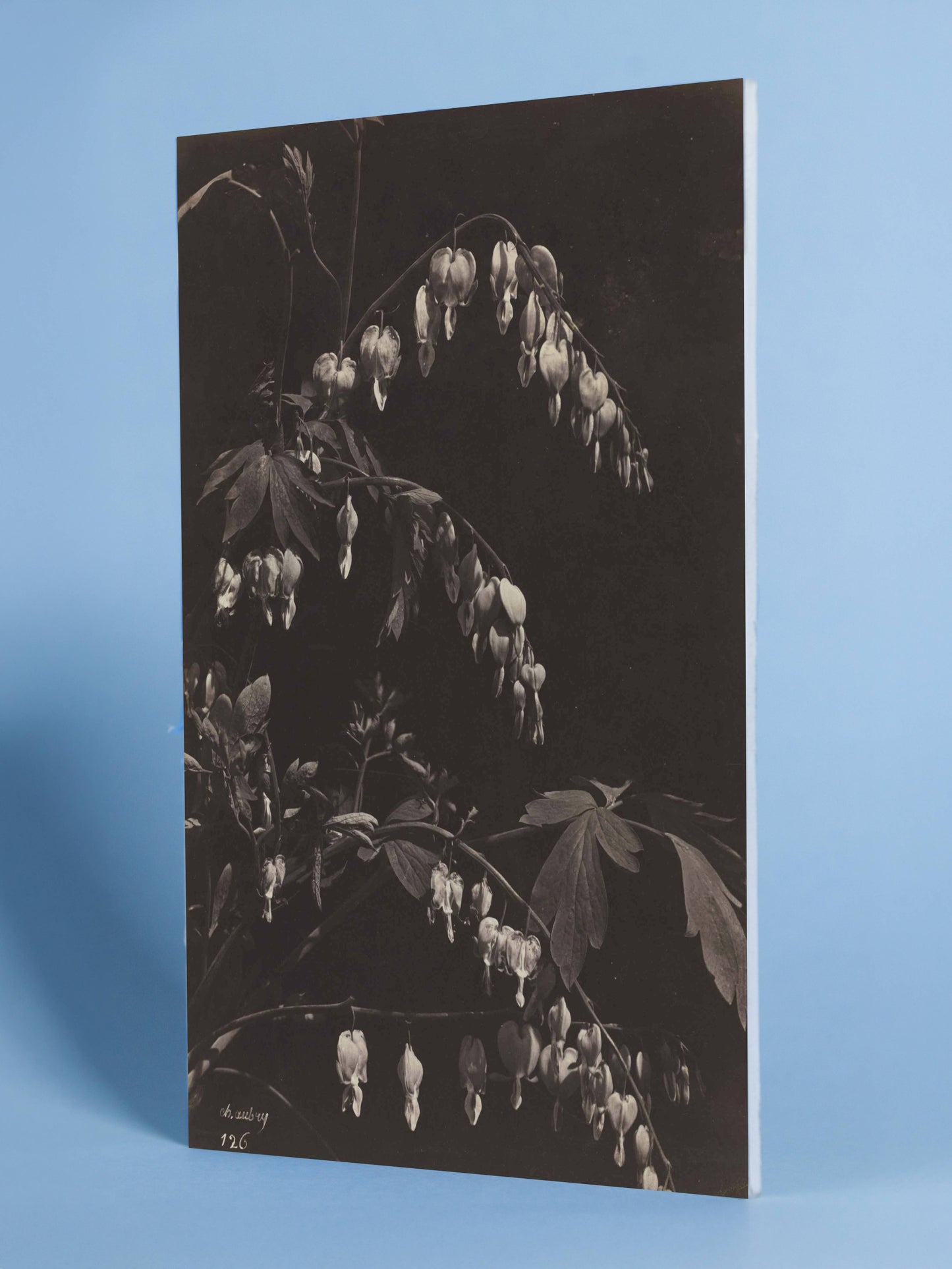 Antique Botanical Photograph – Bleeding Heart Flowers