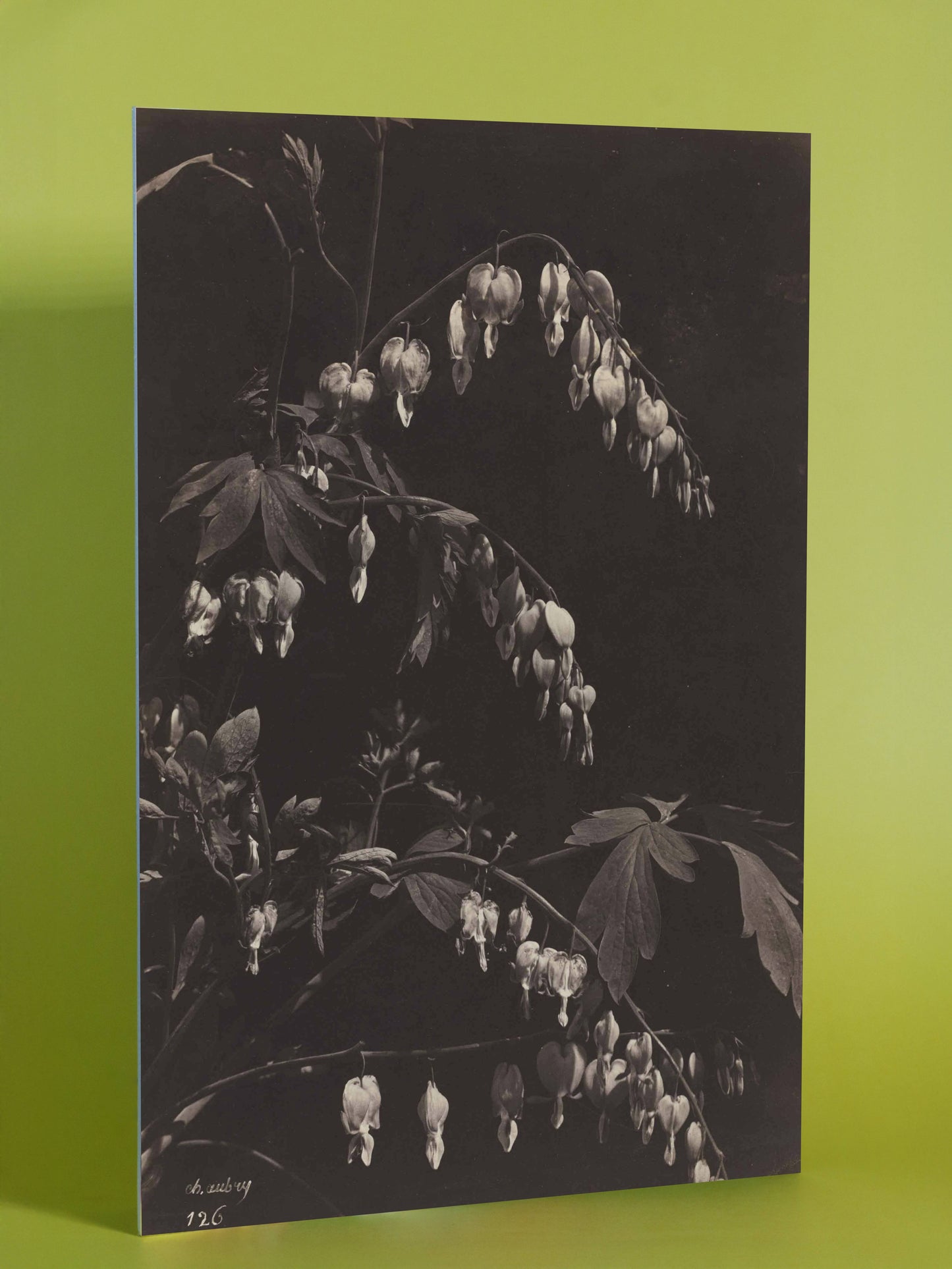 Antique Botanical Photograph – Bleeding Heart Flowers