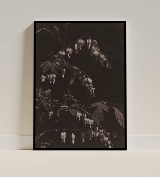 Antique Botanical Photograph – Bleeding Heart Flowers