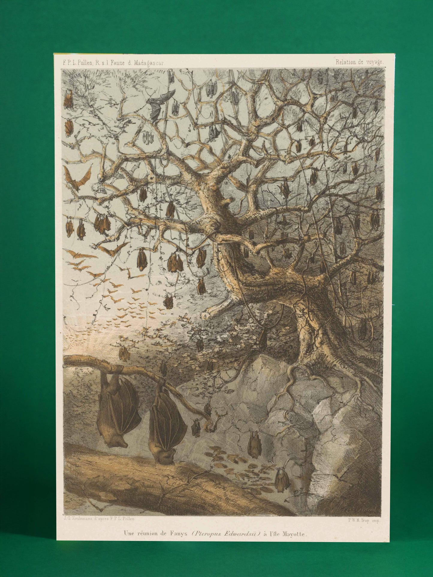 Bats of Madagascar – Naturalist Illustration