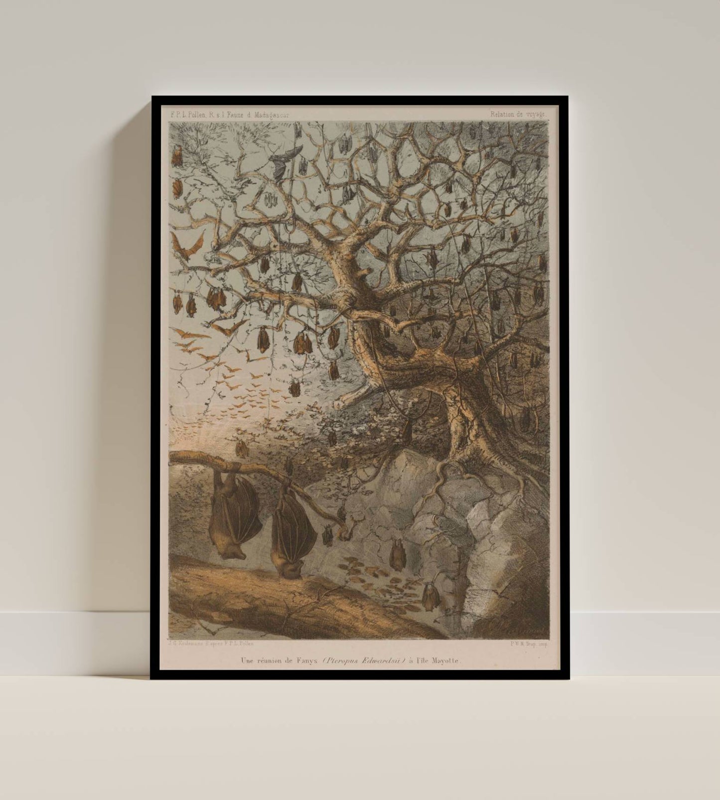 Bats of Madagascar – Naturalist Illustration