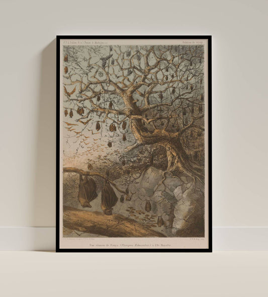 Bats of Madagascar – Naturalist Illustration