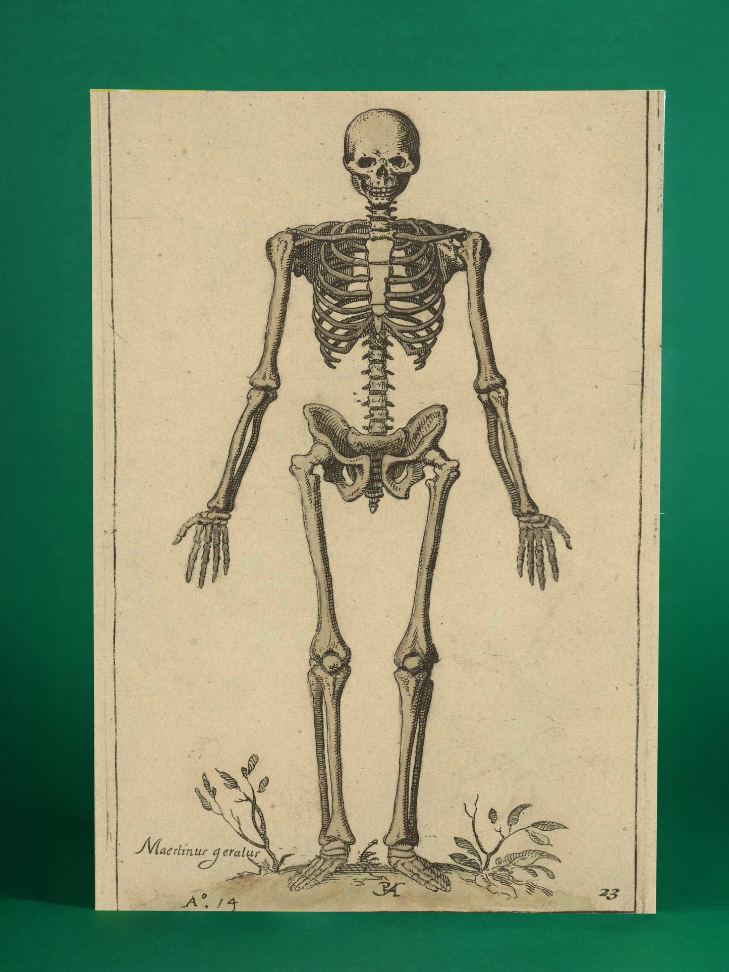 Antique Anatomical Skeleton Illustration