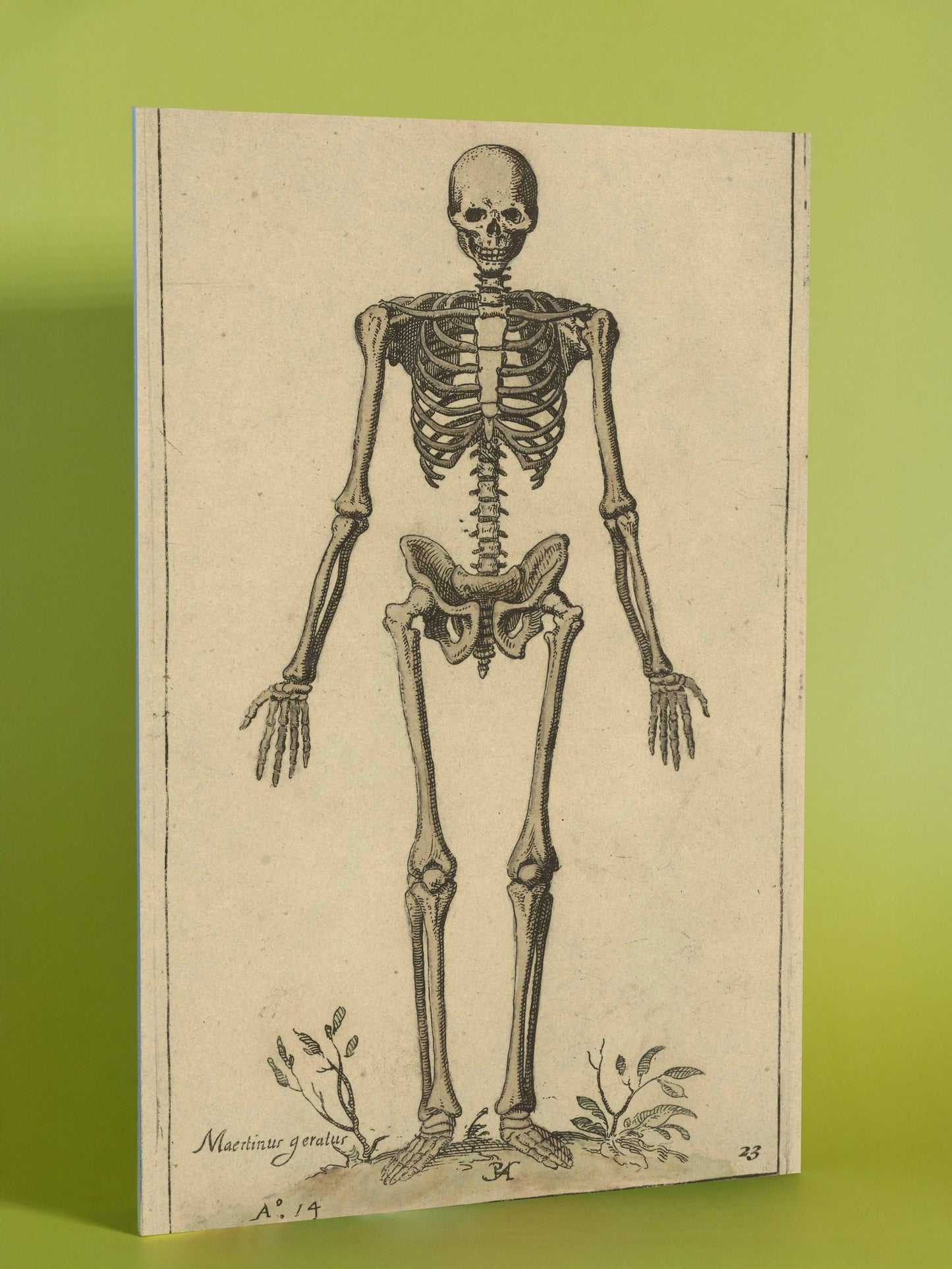 Antique Anatomical Skeleton Illustration