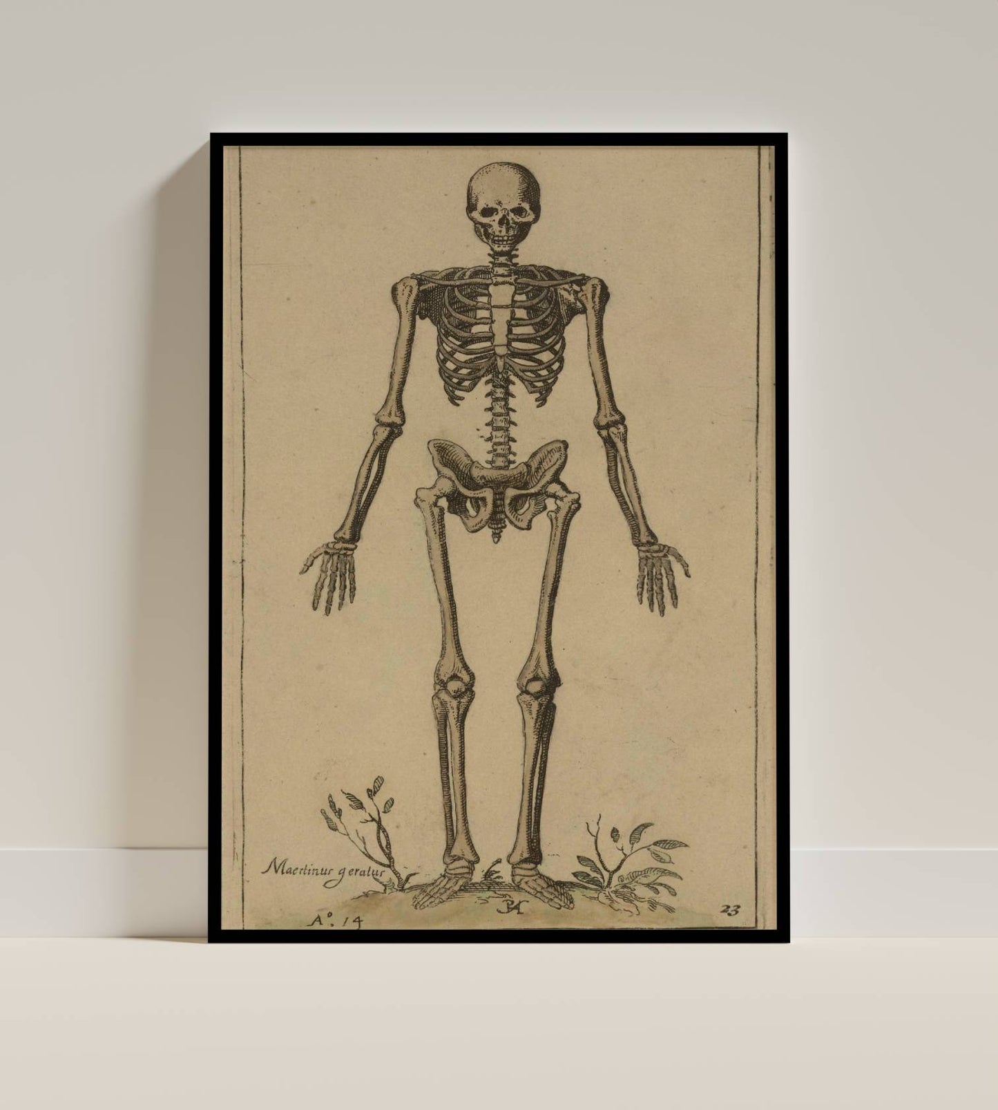 Antique Anatomical Skeleton Illustration
