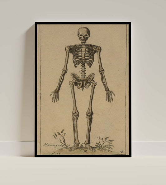 Antique Anatomical Skeleton Illustration