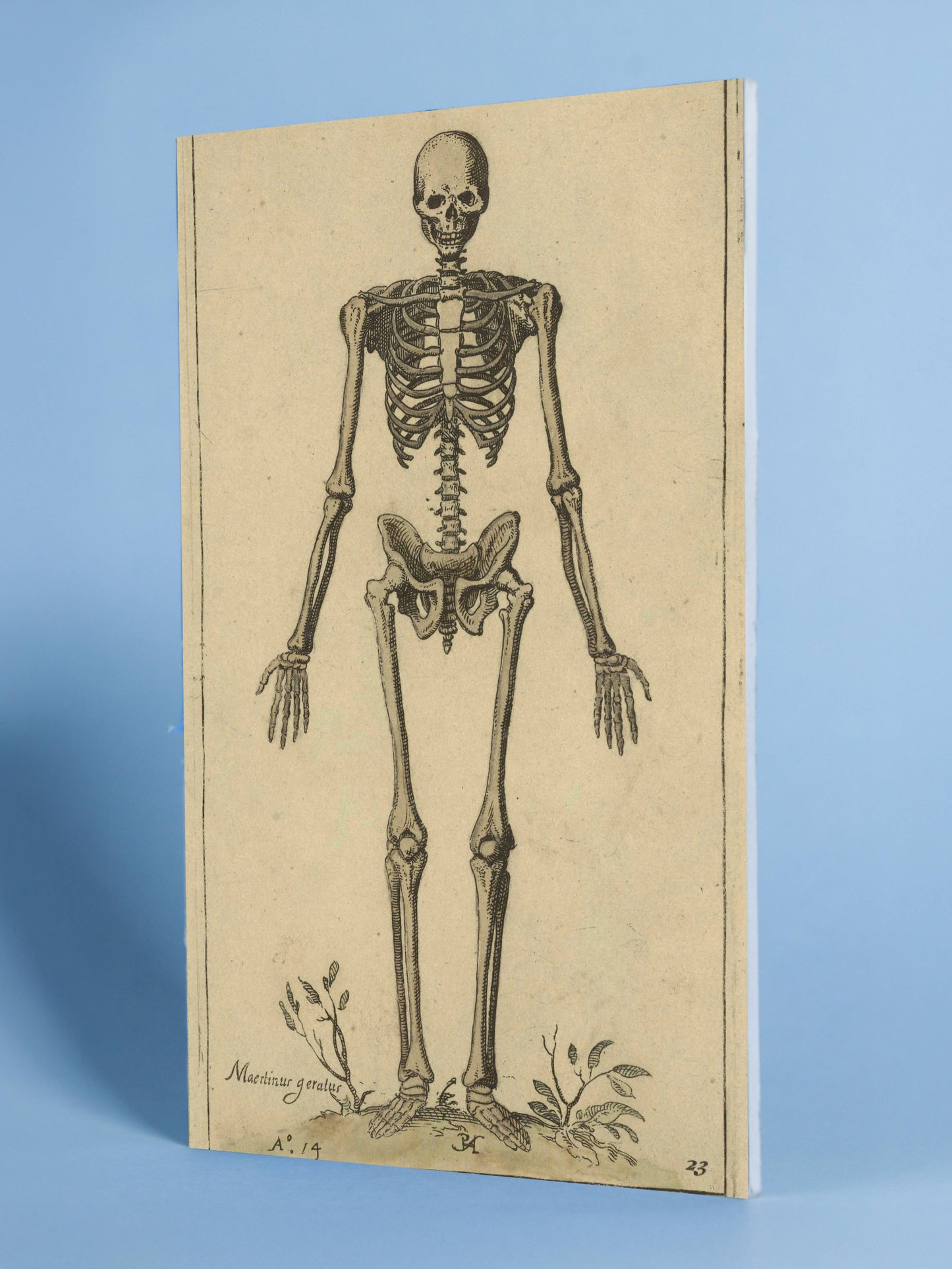 Antique Anatomical Skeleton Illustration